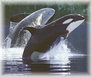 Photo of Orca Whales jumping