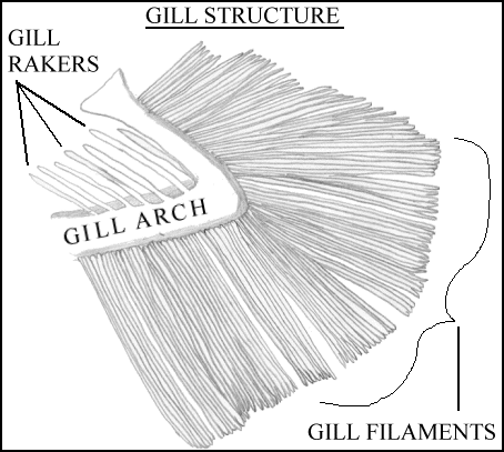 La structure de l'appareil branchial du poisson.