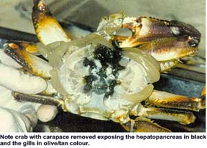 Image of crab with carapace removed exposing hepatopancreas