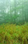 Forêt brumeuse et herbes hautes. Photo : © COREL Corporation - 1994.