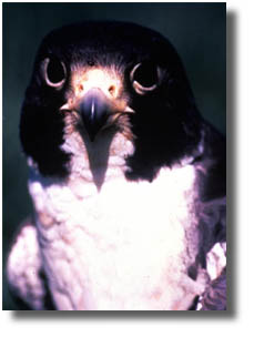 Picture of Peregrin Falcon