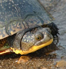 Image of a Blanding's Turtle / Doug Sweiger