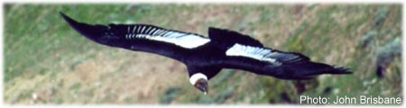 Information additionnelle sur le condor des Andes