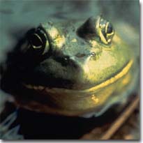 Photo - Bullfrog