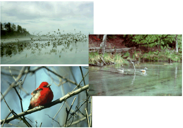 Migratory birds environmental assessment guideline