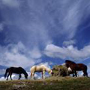 Icelandic horses: Photo courtesyof Palmi Gudmundsson and the Icelandic Tourism Board