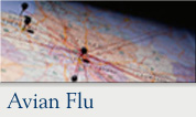 Avian Influenza (Bird Flu)