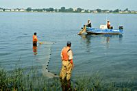 Image: Scientists working in the Boucherville Islands. Photo: David Marcogliese, St. Lawrence Centre