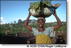  ACDI-CIDA:Roger LeMoyne/Women harvesting vegetables in a rural region of Cte d'Ivoire