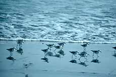 Sanderlings on beach - CWS Photo