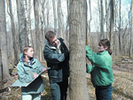 Measuring tree