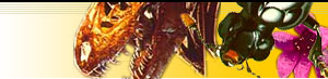 Collage of images: photo of a skull of Daspletosaurus torosus CMNFV 8506; illustration of a burying beetle, Nicrophorus sayi; photo of purple saxifrage, Saxifraga oppositifolia.