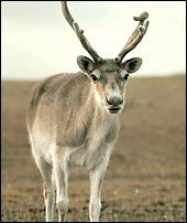 Dtail de la photo : Caribou de Peary, Rangifer tarandus pearyi S95-04858.