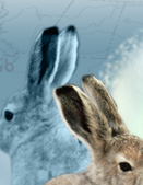 Image 3) Two Arctic hares. Detail of a map of Canada.