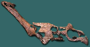 Lateral view of the skull of Chasmosaurus irvinensis CMNFV41357.