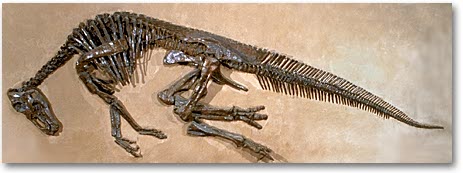 Edmontosaurus annectens CMNFV8399.