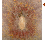 Gros plan de la F. culmorum. Mycélium lâche avec sporodochie abondamment orange et rouge. Développement rapide.
