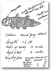 Marjorie Courtney-Latimer's historic sketch of the living coelacanth.