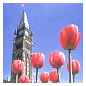 Photo of Peace Tower and tulips in Ottawa