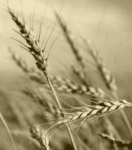 Photo of wheat