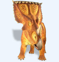 La tête d'un modèle de Chasmosaurus irvinensis grandeur nature.