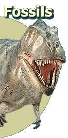 Text: Fossils. Photo of a model of Daspletosaurus torosus.