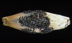 One barley seed with the purplish-black, urn shaped surface encrustation formed by Fusarium graminearum.