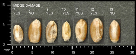 Midge-damaged kernels are distinctly shrunken or distorted.