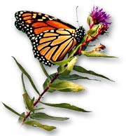 Papillon monarque.