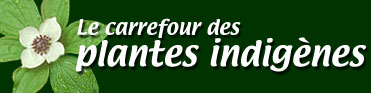 Texte : Le carrefour des plantes indignes. Photo : Cornouiller du Canada, Cornus canadensis.