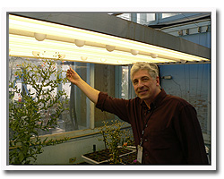 Dr. John Balsevich (Plant Natural Products group) in an NRC-PBI greenhouse with cow cockle plants.