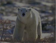 Polar Bear Tours - The Great Ice Bear Tour