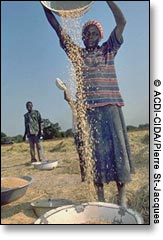 Woman gathering rice
 ACDI-CIDA/Pierre St-Jacques