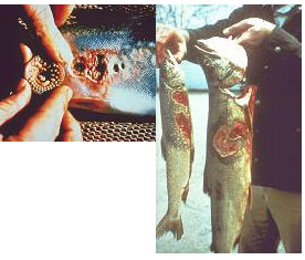 La lamproie marine sattaque  toutes les espces de grands poissons des Grands Lacs