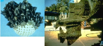 Les photos montrent des moules zbres qui ont colonis une balle de golf et la coque dun bateau.