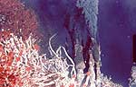 Endeavour Hydrothermal Vents