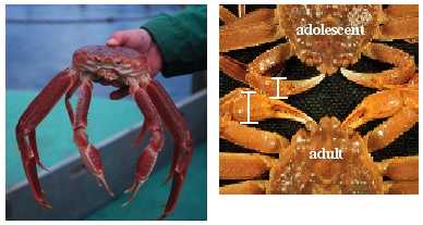 Picture on the right: Adolescent (small claws) and adult (large claws). Picture on the left: Avoid weak crab with dangling limbs (especially for soft or white crab stages).