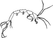 Crevette-squelette (Caprella sp.)