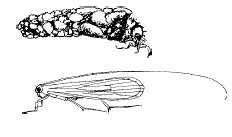 Phrygane (adulte et larve)