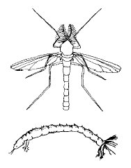Moucheron (adulte et larve)