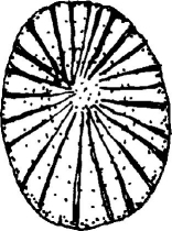Patelle (Acmaea testudinalis)
