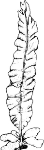 Laminaire saccharine (Alaria esculenta)
