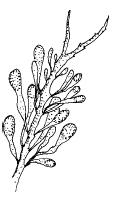 Ascophylle noueuse (Ascophyllum nodosum)