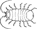 Isopode (Cirolana borealis)