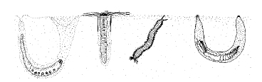 Les poches de sable et de vase fournissent un microhabitat (habitat de trs petites dimensions) pour certains organismes qui, autrement, ne pourraient pas vivre sur le rivage rocailleux.