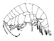 Amphipode (Amphipod sp.)