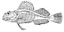 Tricorne arctique (Gymnocanthus tricuspus)
