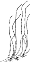 Zostre marine (Zostera marina)