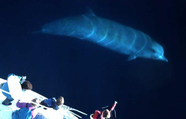 Baleine  bec commune au Gully de lle de Sable 