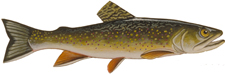Brook Trout - Illustration by ACART Communications Inc.